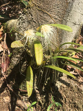 Imagem de Bulbophyllum vaginatum (Lindl.) Rchb. fil.