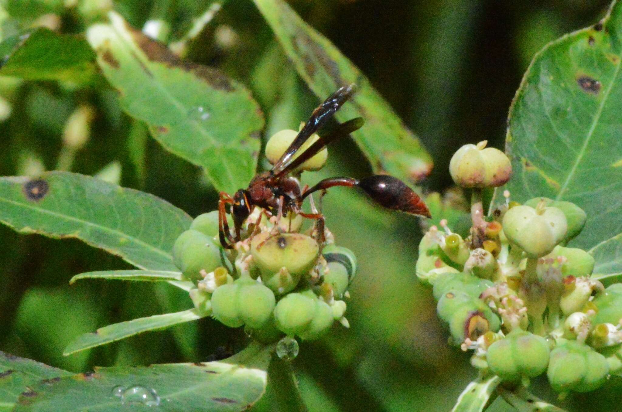 Image of Potter wasp