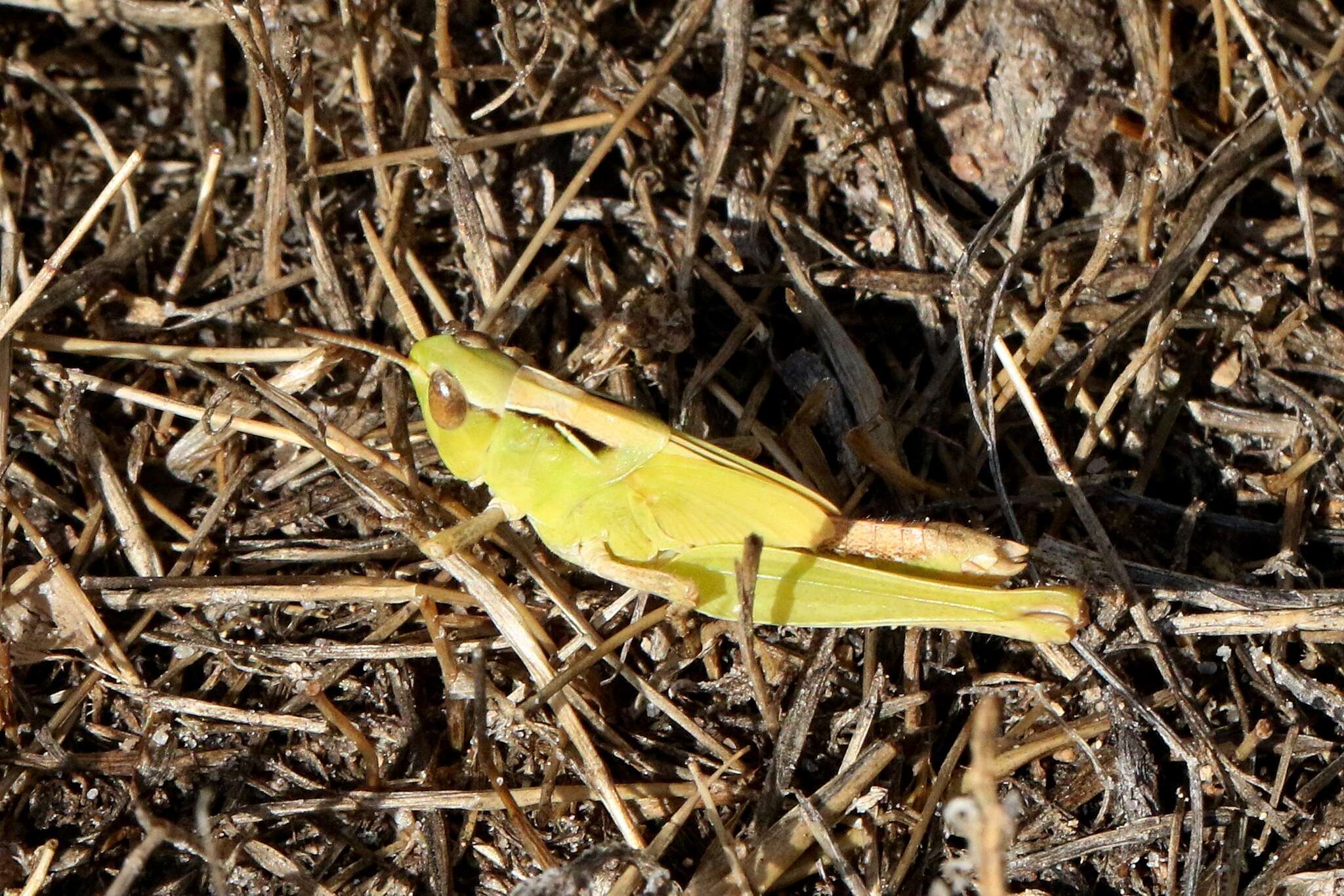 Froggattina australis (Walker & F. 1870) resmi