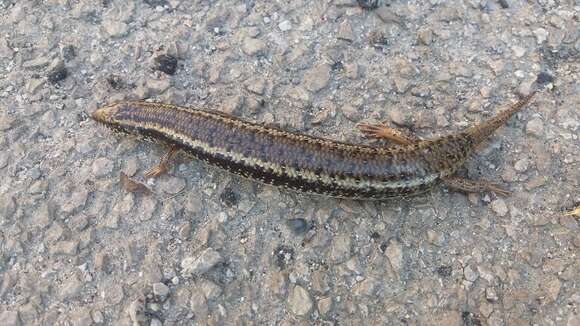 Image of Chalcides ocellatus tiligugu (Gmelin 1789)