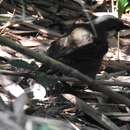 Image of Black-throated Laughingthrush