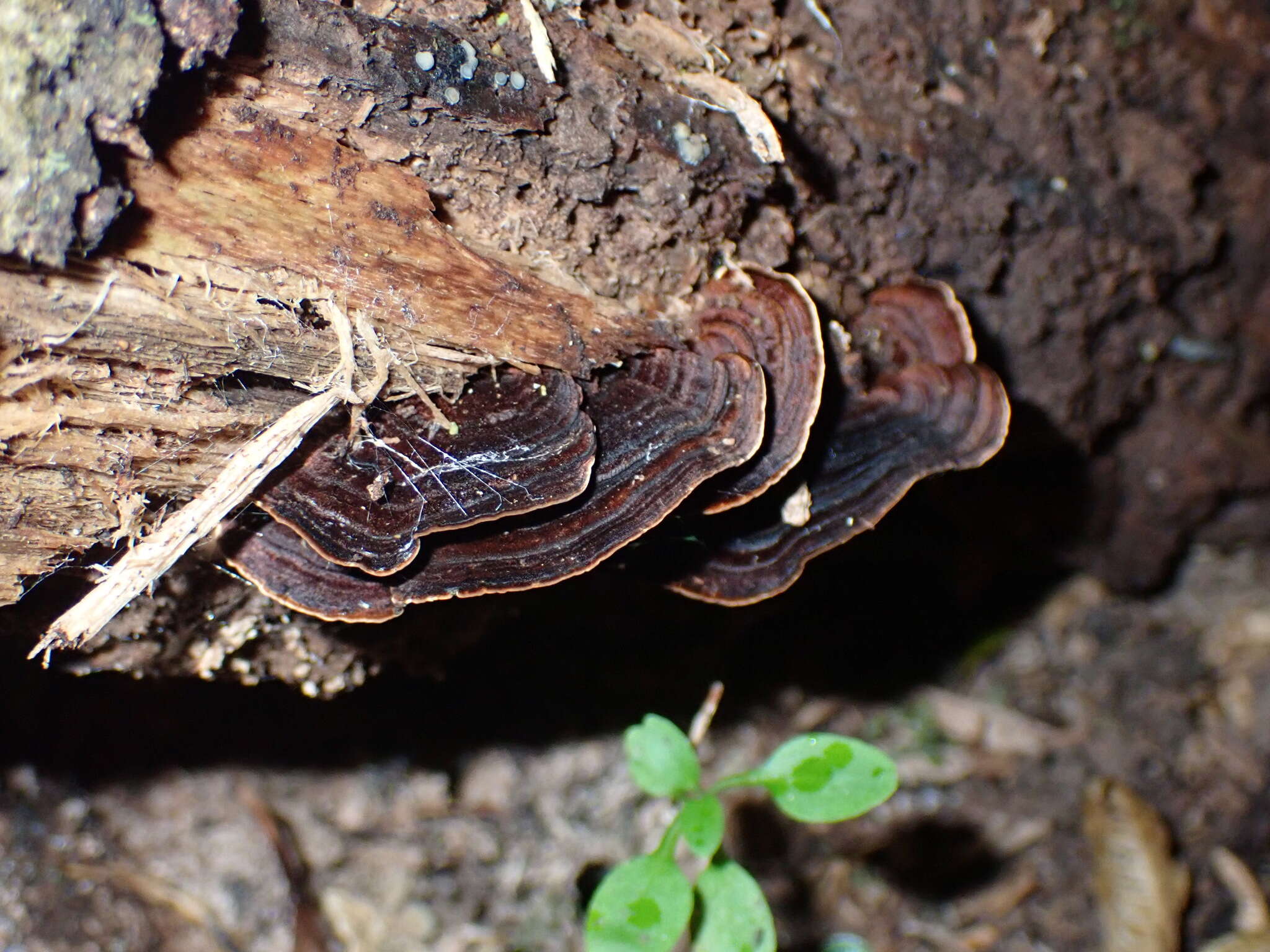 Image of Hymenochaete microcycla