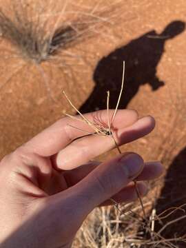 Image of Eragrostis australasica (Steud.) C. E. Hubb.