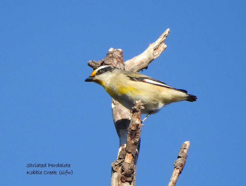 Imagem de Pardalotus striatus melanocephalus Gould 1838