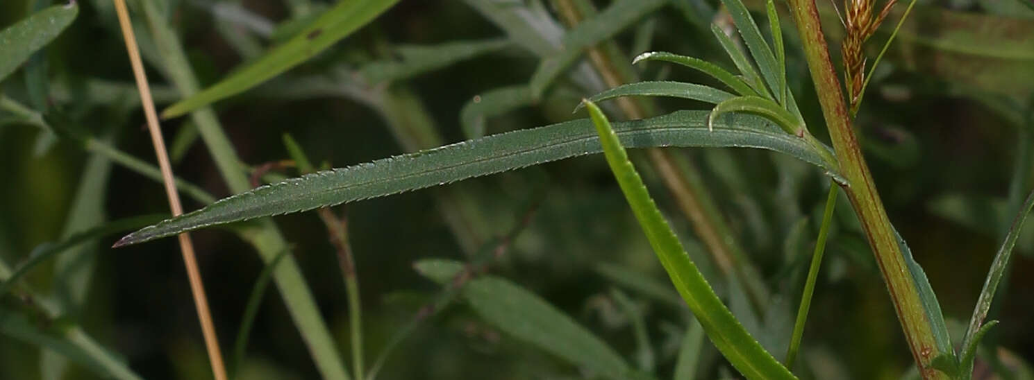 Image of Sneezeweed