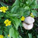 Image of plantainleaf buttercup