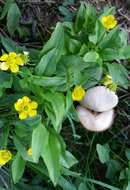 Image of plantainleaf buttercup