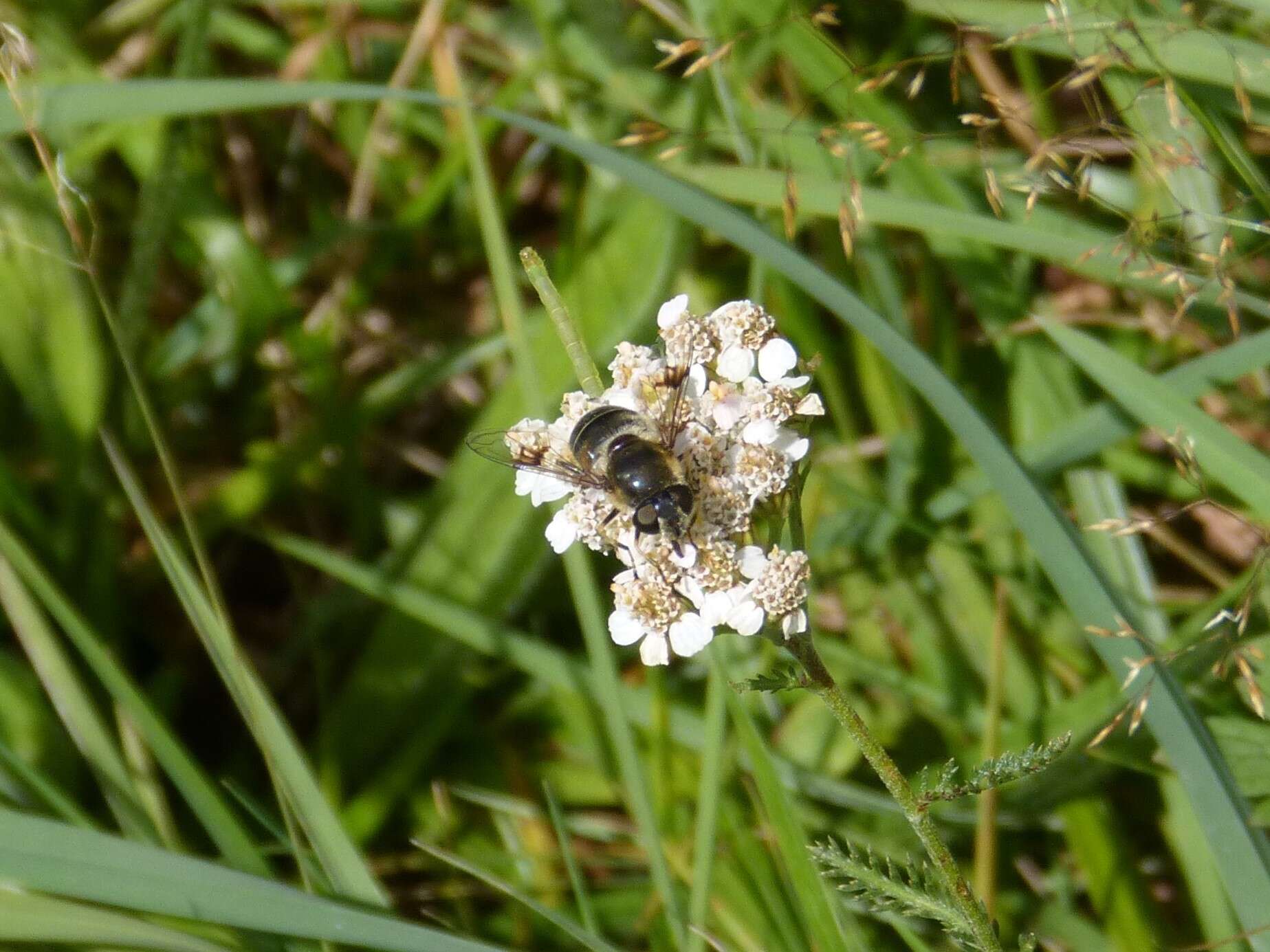 Слика од Eristalis rupium Fabricius 1805