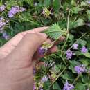 Fleischmannia porphyranthema (A. Gray) R. King & H. Rob.的圖片