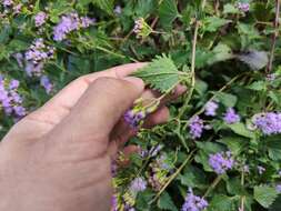 Fleischmannia porphyranthema (A. Gray) R. King & H. Rob. resmi