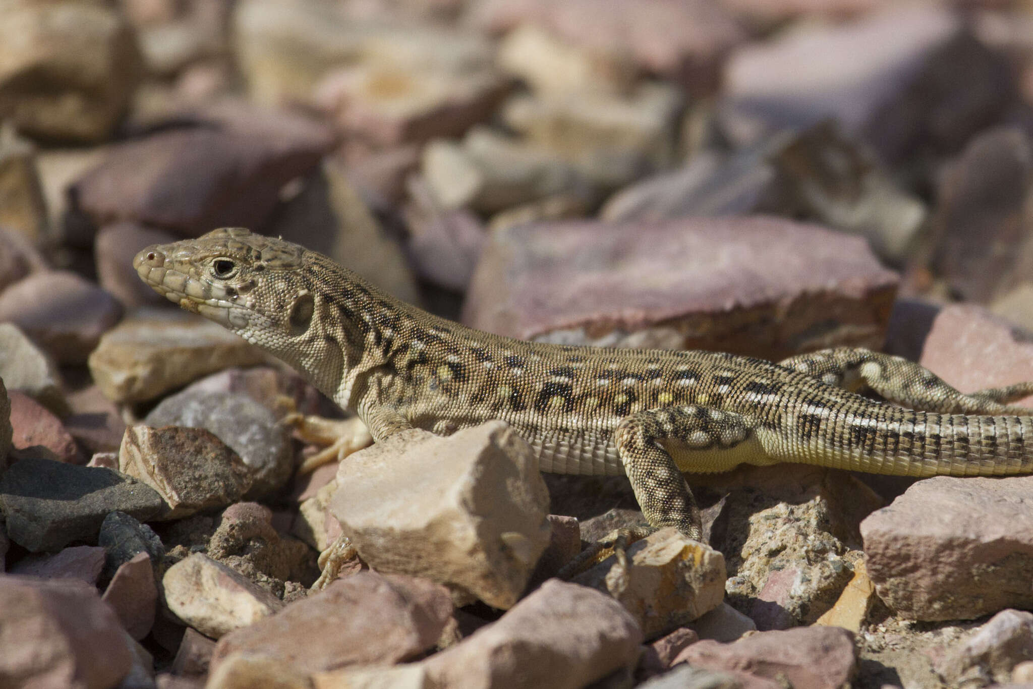 Image of Strauch's Racerunner