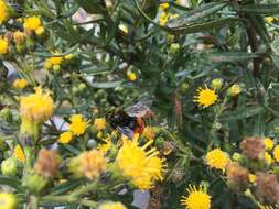 Image of Bombus coccineus Friese 1903