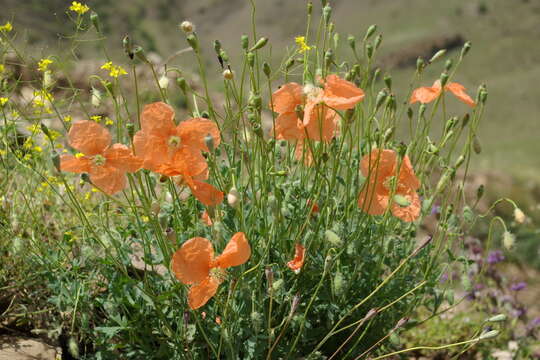 Image of Papaver fugax Poir.