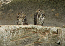Image of Cape Eagle Owl