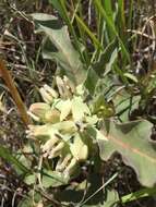 Image of Mojave milkweed