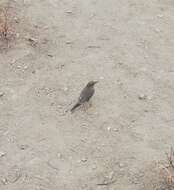 Image of Black-billed Shrike-Tyrant