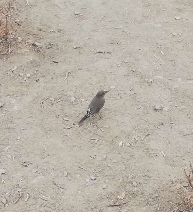 Image of Black-billed Shrike-Tyrant