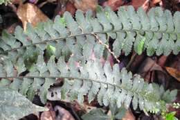 Image of Hispaniolan spleenwort