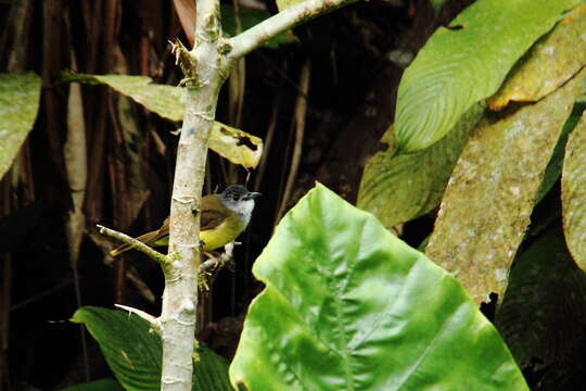 Alophoixus phaeocephalus (Hartlaub 1844)的圖片