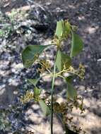 Image of Mopane paddle-pod