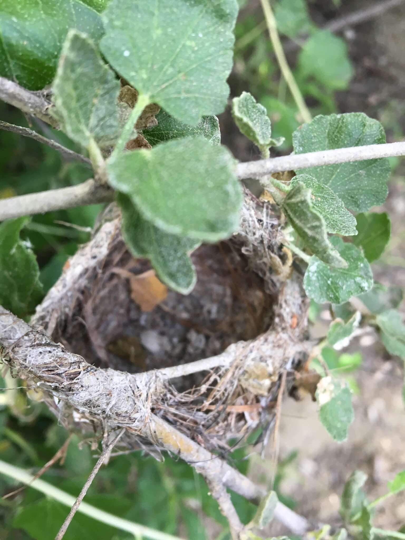 Image of Least Bell's vireo