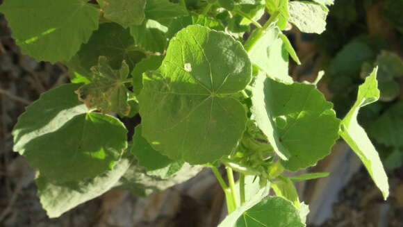 Image of Abutilon pannosum (Forst. fil.) Schltdl.