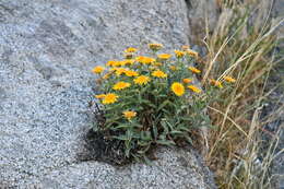 Imagem de Inula obtusifolia A. Kerner