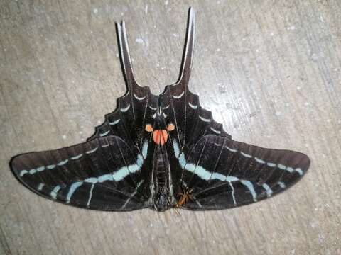 Image of Neographium