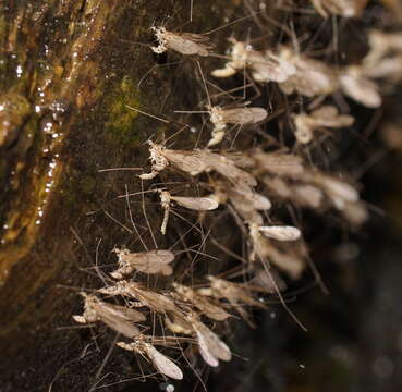 صورة Antocha (Orimargula) australiensis (Alexander 1922)