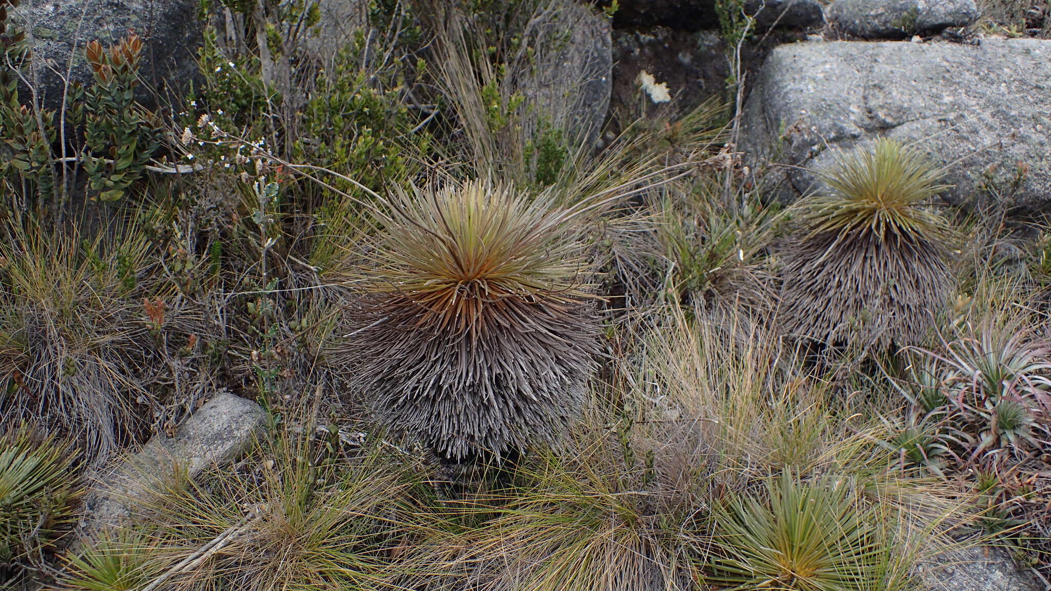 Image of Paramiflos glandulosus (Cuatrec.) Cuatrec.