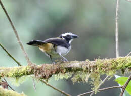 Image of Black-winged Saltator