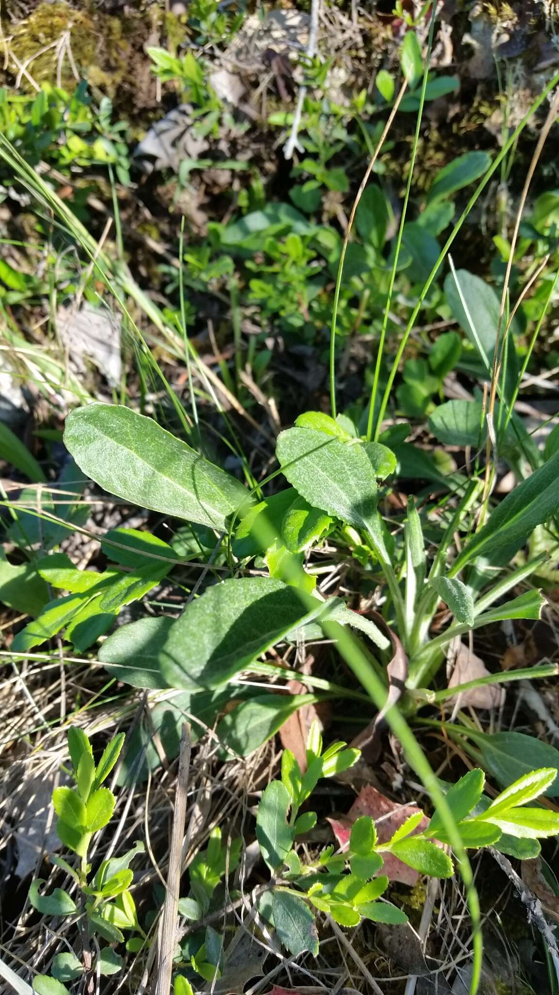 Image of Siskiyou Mountain Groundsel