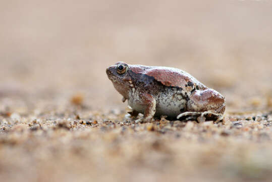 Image of Jerdon’s narrow-mouthed frog