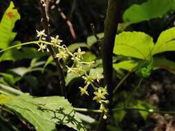 Dioscorea convolvulacea Cham. & Schltdl. resmi