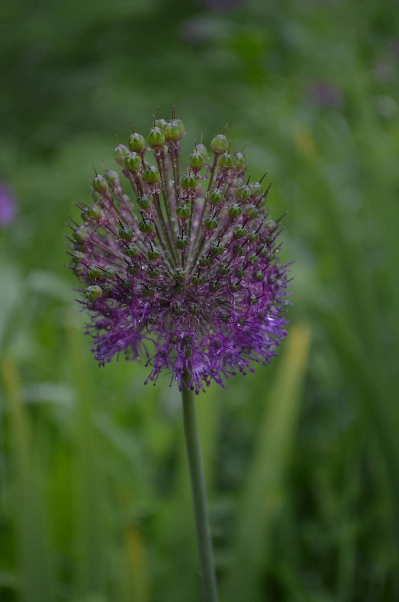 Image of Allium dodecadontum Vved.