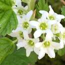 Image of Ribes hudsonianum var. hudsonianum