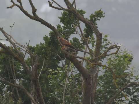 Image of kestrel, common kestrel