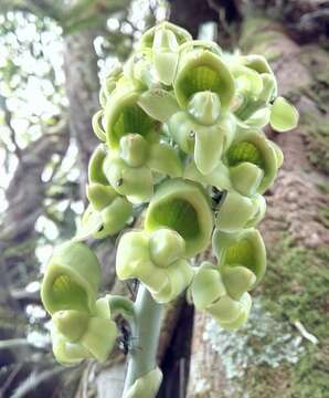 Image of Catasetum rectangulare G. F. Carr