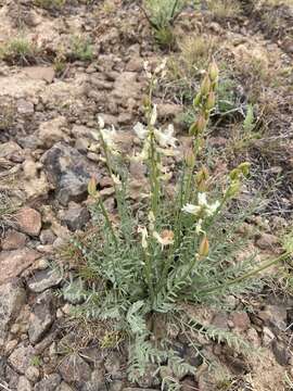 صورة Astragalus leibergii M. E. Jones