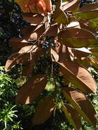 Image of star apple