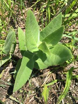 Image of ashy sunflower