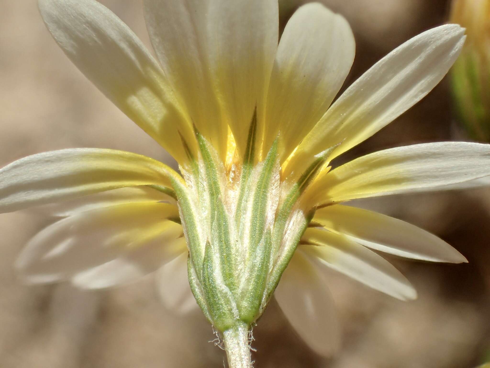 Image de Pentachaeta aurea subsp. allenii Keil