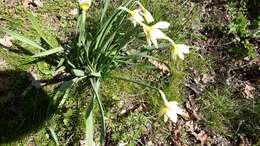 Narcissus incomparabilis Mill. resmi