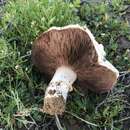 Agaricus pilosporus Peck 1905 resmi