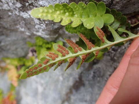 Polypodium amorphum Suksdorf的圖片