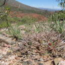 Image of Gymnocalycium rhodantherum (Boed.) H. Till