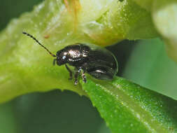 Image of beet flea beetle