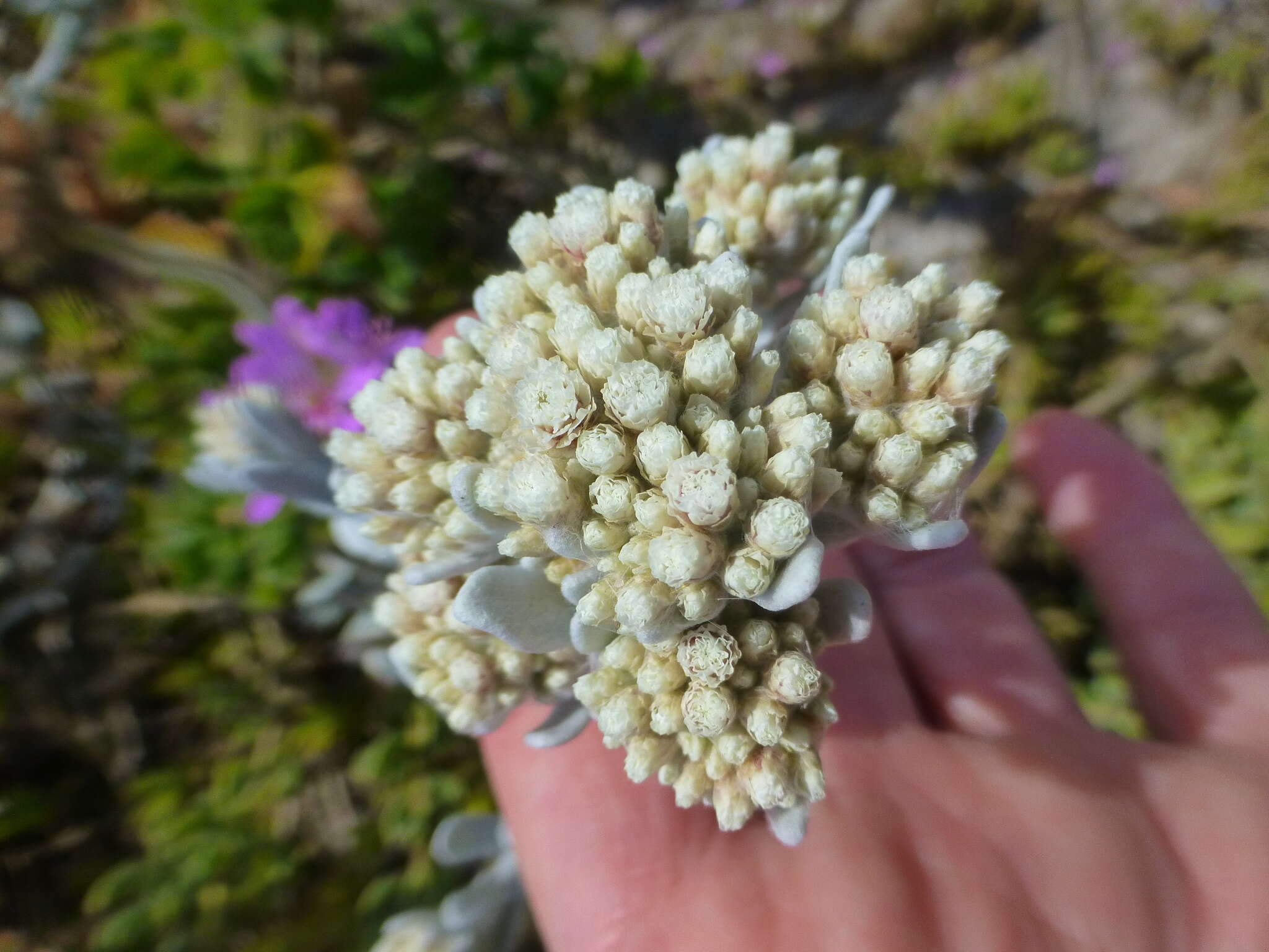 Image of Helichrysum crispum (L.) D. Don