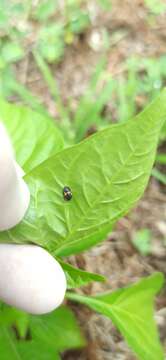 Imagem de <i>Platynaspis capicola</i>