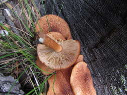 Plancia ëd Tricholomopsis formosa (Murrill) Singer 1951